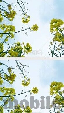 日韩av在线免费播放-日韩AV在线资源与观影体验的多元视角